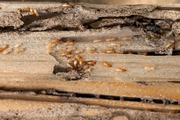 Best Pest Control Near Me  in Santa Maria, CA