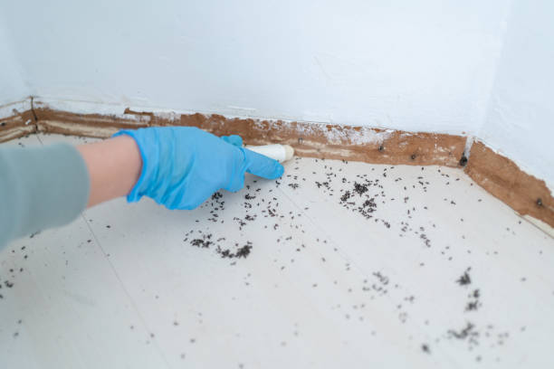 Best Pest Inspection Near Me  in Santa Maria, CA